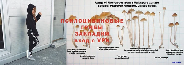 ПСИЛОЦИБИНОВЫЕ ГРИБЫ Сосновый Бор